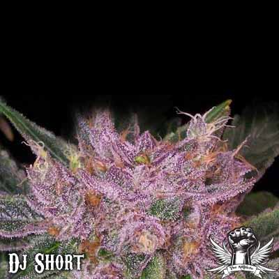 DJ Short Seeds Grape Krush