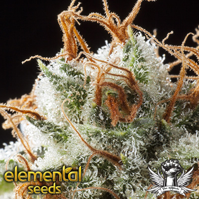 Elemental Seeds Grizzly Kush