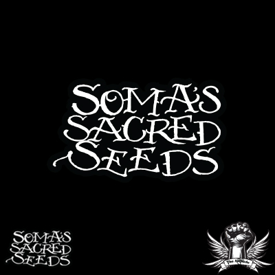 Soma Seeds G13 Haze X Amethyst Bud