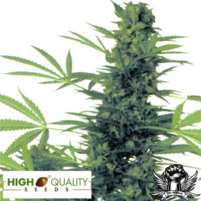 High Quality Seeds South African Durban Poison x Skunk