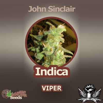 John Sinclair Seeds Viper