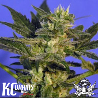 KC Brains KC45