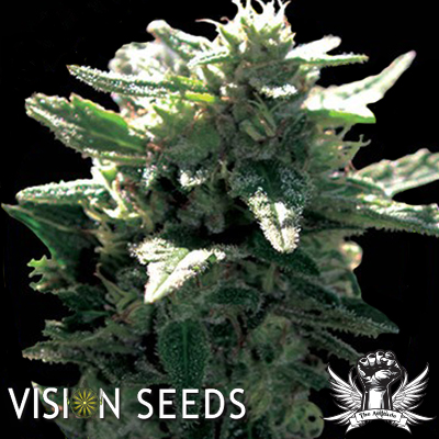 Vision Seeds La Blanca Gold