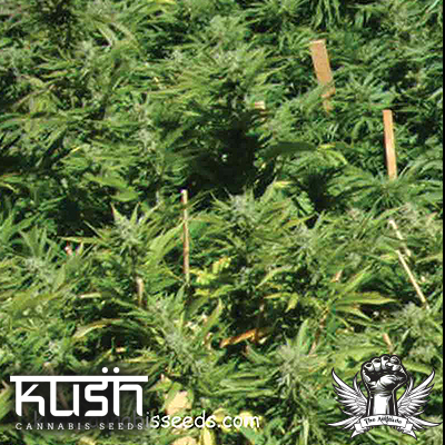 Kush Cannabis Seeds Lemon Kush