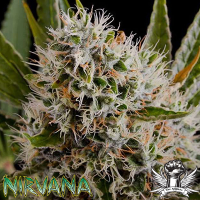 Nirvana Seeds Lithium OG Kush