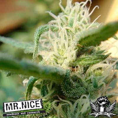 Mr Nice Seeds Angel Breath (Mango Haze x Afgan Haze)