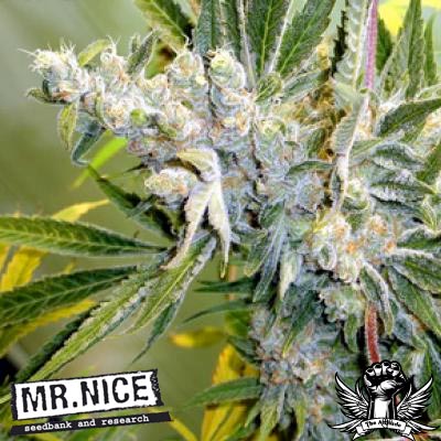 Mr Nice Seeds Critical Haze