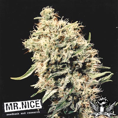 Mr Nice Seeds Medicine Man