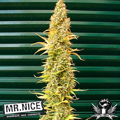 Mr Nice Seeds Spice