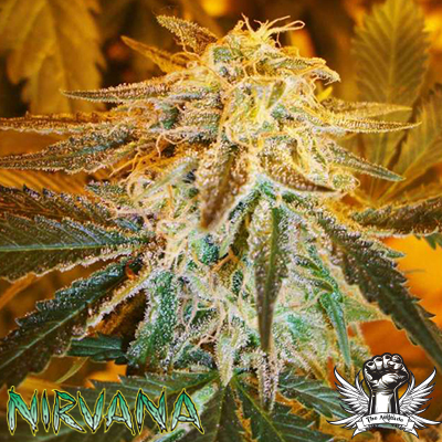 Nirvana Seeds AUTO Northern Lights