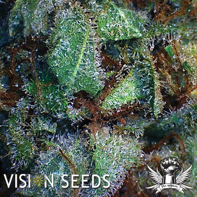 Vision Seeds New York Diesel