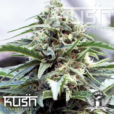 Kush Cannabis Seeds OG Kush