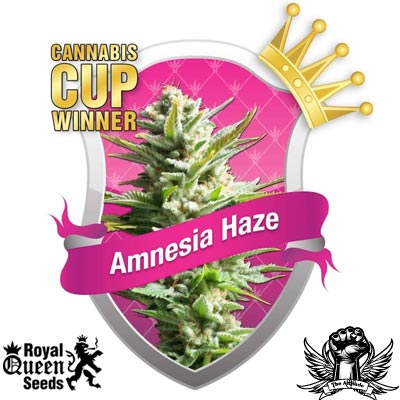 Royal Queen Seeds Amnesia Haze