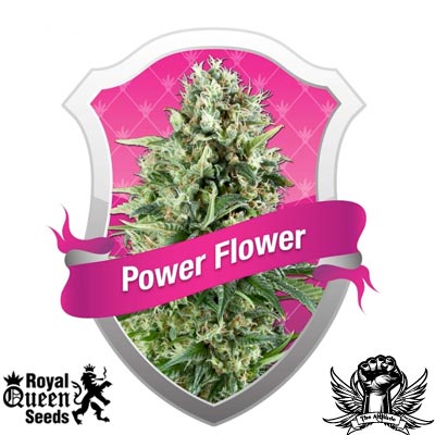 Royal Queen Seeds Power Flower