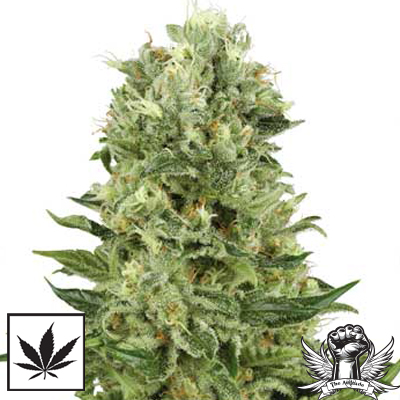 White Label Seeds Skunk #1 Automatic
