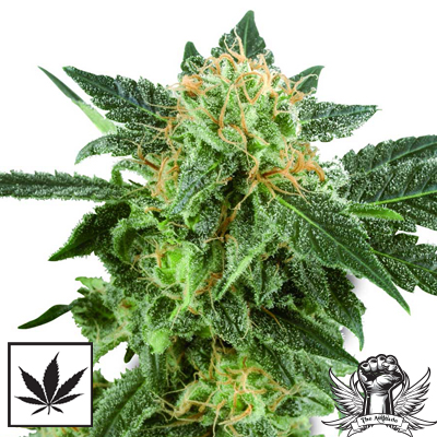 White Label Seeds Snow Ryder Automatic