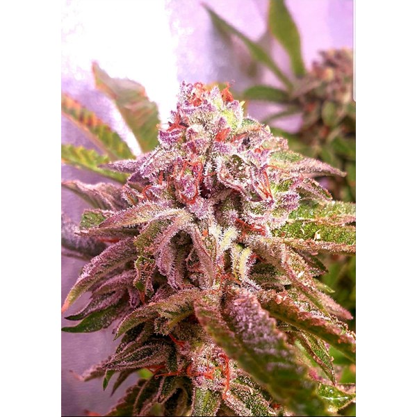 strawberry wedding cake 3 female cannabis seeds by holy smoke seeds_600x600.jpg