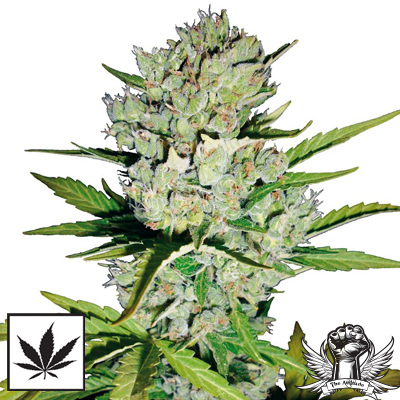 White Label Seeds Super Skunk Automatic
