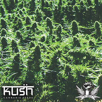 Kush Cannabis Seeds Sweet Kush