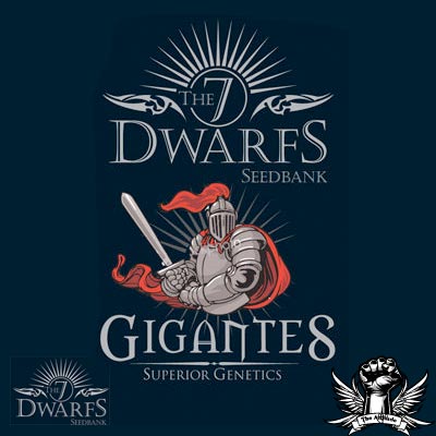 The 7 Dwarfs Seeds Gigantes Autoflowering