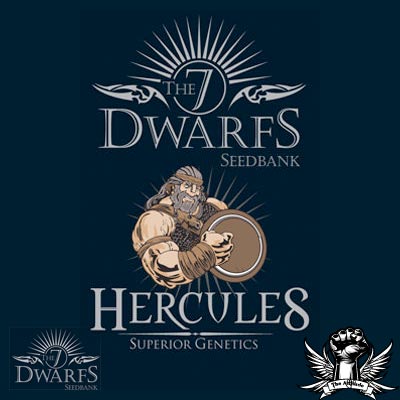The 7 Dwarfs Seeds Hercules Autoflowering