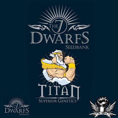 The 7 Dwarfs Seeds Titan Autoflowering