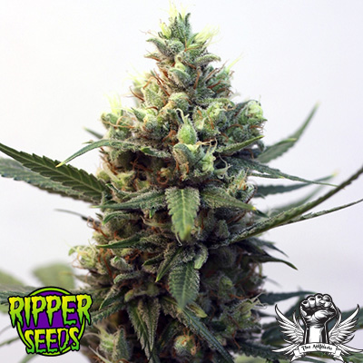 Ripper Seeds Toxic