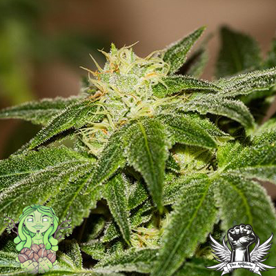 Trichome Jungle Seeds Boomslang
