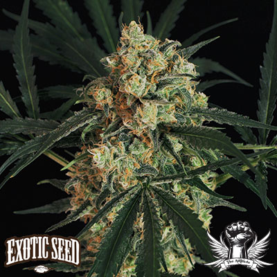 Exotic Seed Triple A AUTO