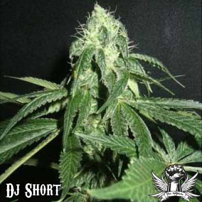 DJ Short Seeds True Blueberry