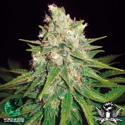 World of Seeds Medical Collection Mazar X Great White Shark