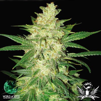 World of Seeds AUTO Collection Colombian Gold Ryder aka Sweet Coffee Ryder