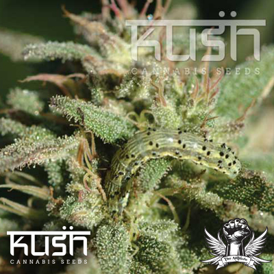 Kush Cannabis Seeds White Kush