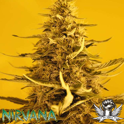 Nirvana Seeds White Widow
