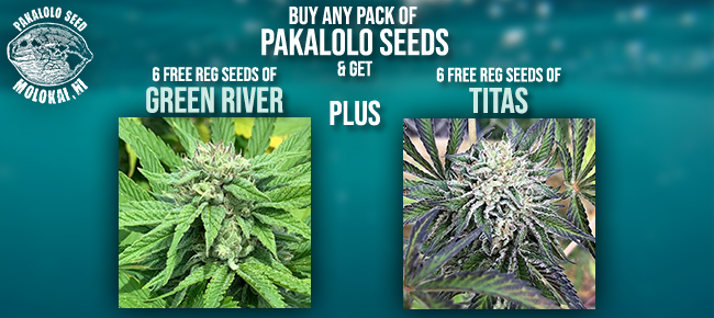 Pakalolo Seeds
