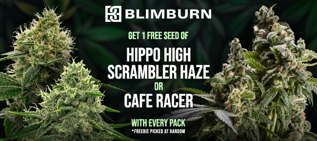 Blimburn - Free seed with every pack 