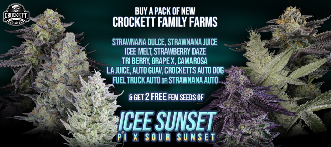 Crockett Family Farms - Icee Sunset