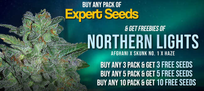 Expert Seeds Northern Lights