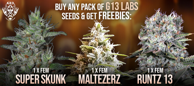G13 Labs - Free Seeds 