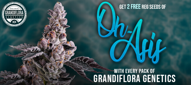 Grandiflora - Oh-Asis