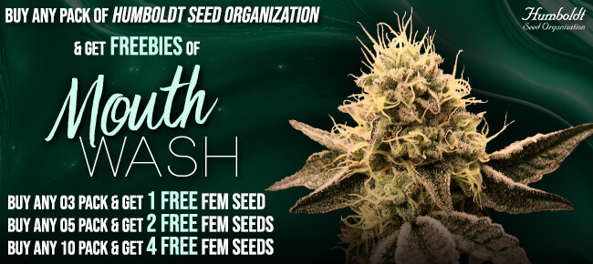 Humboldt Seed Organization - Mouth Wash