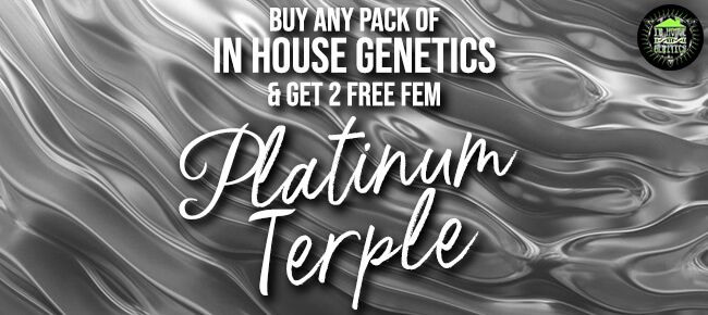 In House Genetics Platinum Terple