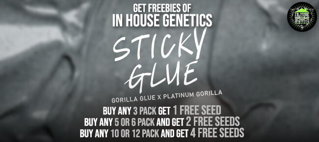 In House Genetics - Sticky Glue
