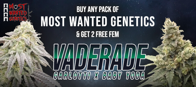 Most Wanted Genetics - Vaderade
