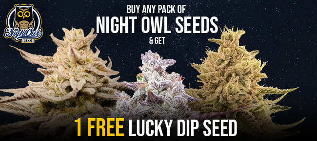 Night Owl Seeds Lucky Dip