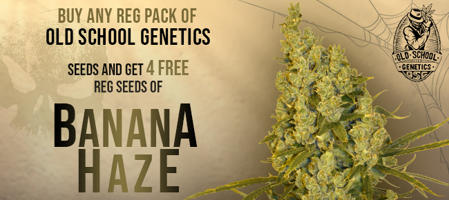 Old School Genetics Banana Haze
