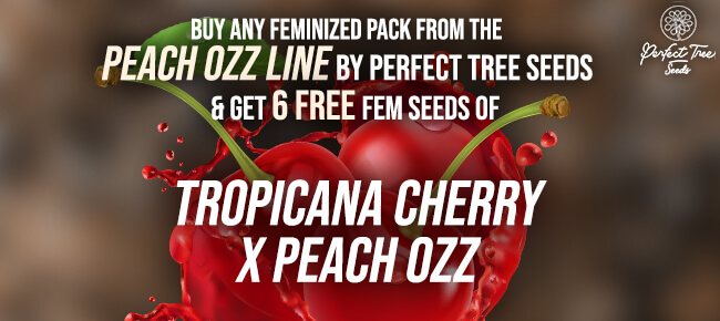 Perfect Tree Tropicana Cherry x Peach Ozz