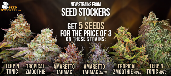 Seedstockers New Strains 5 for the price of 3