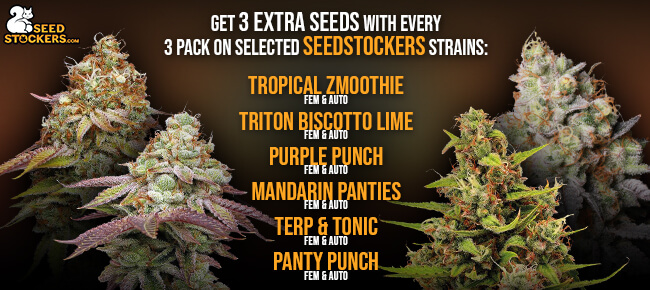Seedstockers - 3 Extra Seeds  