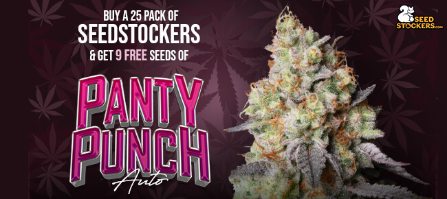 Seedstockers - Panty Punch Auto 25PACK